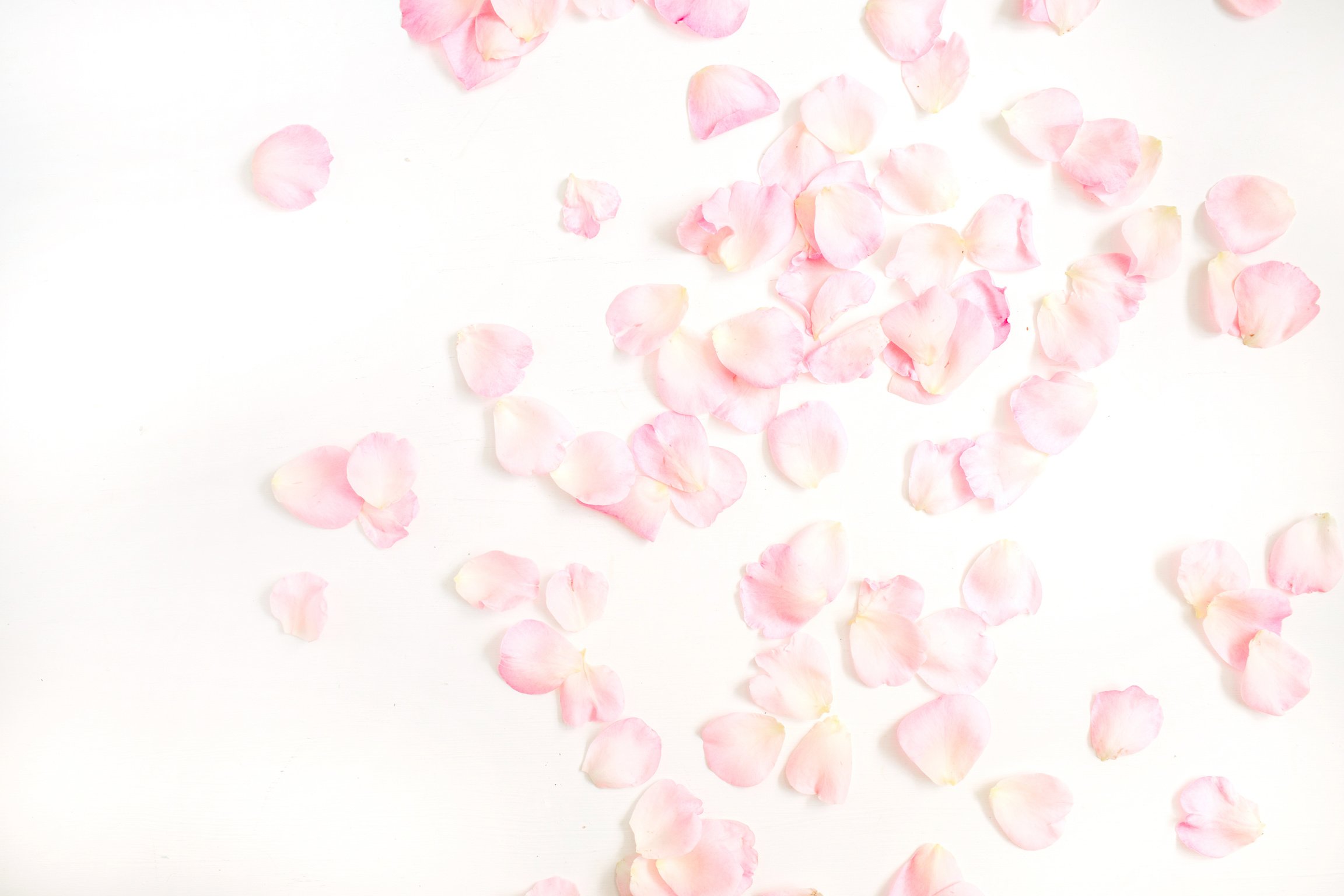 Pink Rose Petals Pattern On White Background